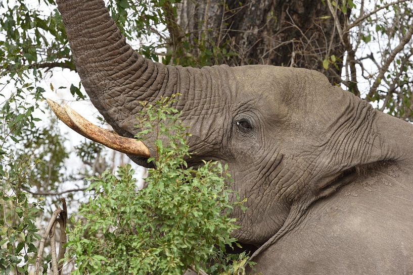 Afrikaanse olifant aan de dis. van Frank Heinen