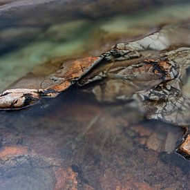 The Stony Snake van Vincent van den Hurk