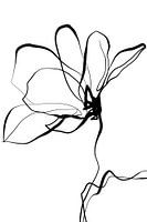 Magnolia 2