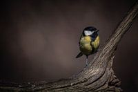 Oiseau