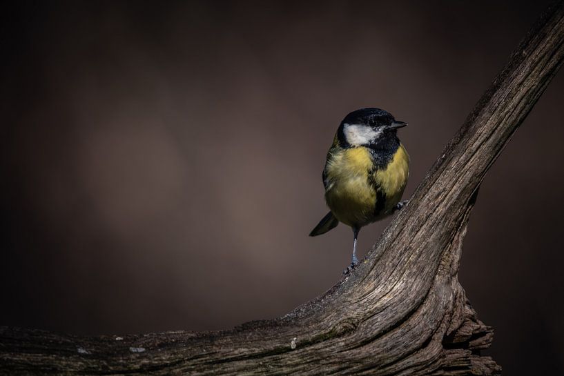 Bird by Jeen Arendz