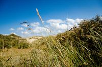 Zwinse Polders