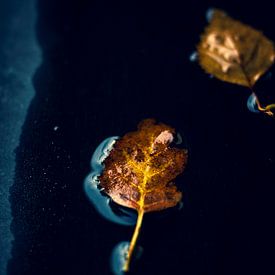 Het contrast van een kleurrijk herfstblad in een donkere plas water. van Joeri Mostmans