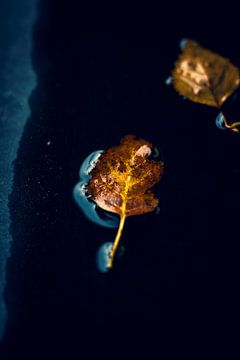 Het contrast van een kleurrijk herfstblad in een donkere plas water. van Joeri Mostmans