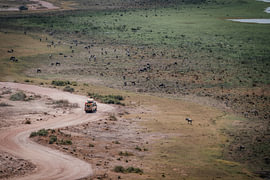 Safari across the plains