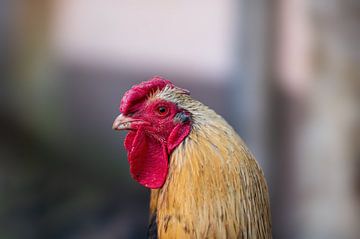 a domestic fowl cock on a chicken yard by Mario Plechaty Photography