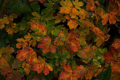 Détails de l'automne