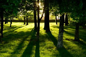 Sonnenlicht durch die Bäume