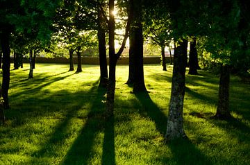 Lumière du soleil à travers les arbres sur Corinne Welp