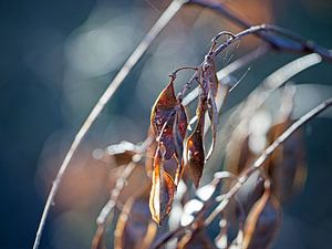Samen