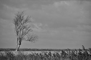 Alleen in het Franse veld...