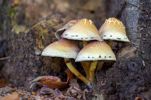 Paddenstoelen groeien op een boomstam