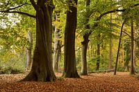 Paysage forestier avec hêtres