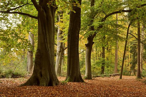 Forest landscape with beech trees