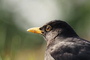Male black bird sur Astrid Brouwers