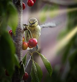 Blue tit feasts on cherries in the tree by Miny'S