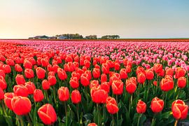 Rode en roze tulpen in de flevopolder von Dennis van de Water