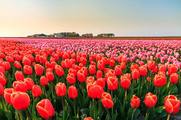 Rode en roze tulpen in de flevopolder by Dennis van de Water