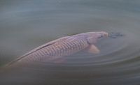 Wild carp in the water
