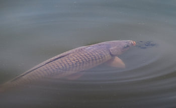 La carpe sauvage dans l'eau