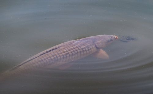 Wilde karper in het water