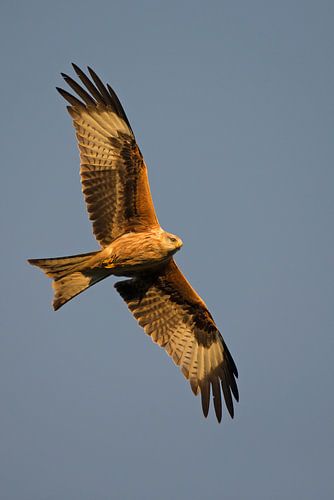 Rotmilan im Flug im letzten Abendlicht von Jeroen Stel