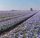 Windmolen O-T met een bollenveld met paarse Anamone Blanda, “t Zand, , Noord-Holland van Rene van der Meer thumbnail