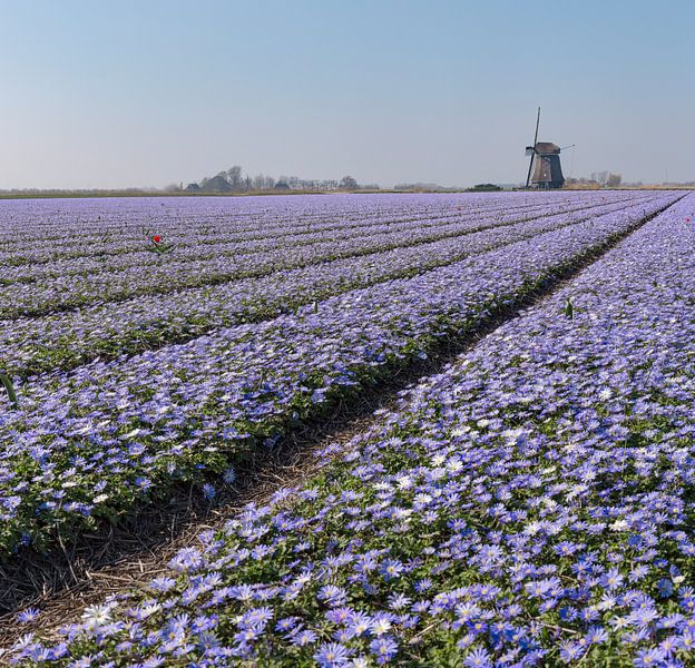 Windmolen O-T met een bollenveld met paarse Anamone Blanda, “t Zand, , Noord-Holland van Rene van der Meer