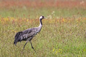 Ein Kranich, der im Frühling auf einem Feld ruht und frisst