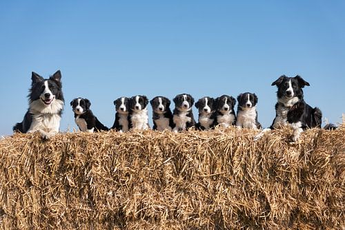 Friesische Staby-Hundefamilie auf Strohballen.