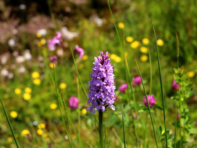 Wilde Orchidee Geflecktes Knabenkraut in Wildblumenwiese von Ines Porada