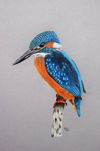 Kingfisher