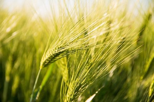 Natuur Oogst Graan Koren maisveld zomer einde in zicht in Limburgse landschap