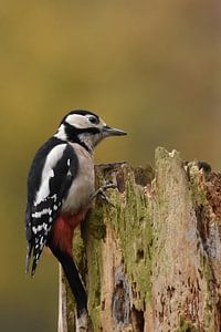 Grote bonte specht op boomstam
