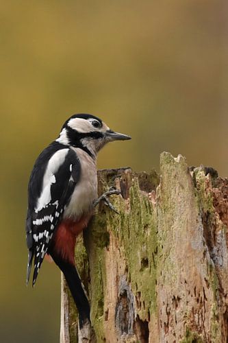 Grote bonte specht op boomstam