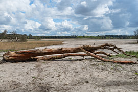 Umgestürzter Baum in der Naturlandschaft von Woensdrecht von Kristof Leffelaer