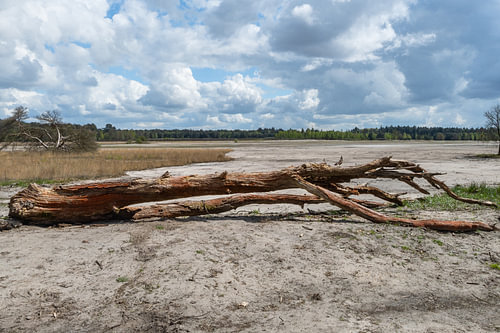 Omgevallen boom in Woensdrechts natuurlandschap