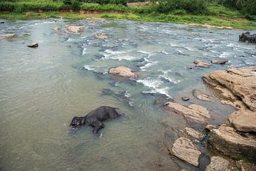 Elefanten in Sri Lanka von Roland de Zeeuw fotografie