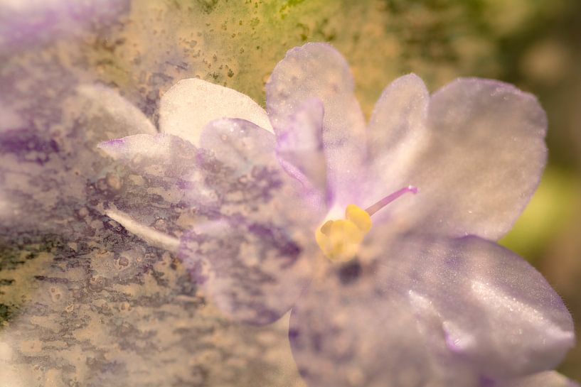 Artistieke en abstracte bloem in geel en paars van Lisette Rijkers