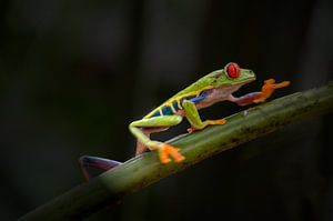 frog by Wilna Thomas