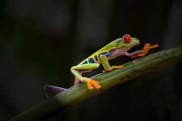 frog by Wilna Thomas