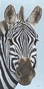 Zebra Porträt von Russell Hinckley Miniaturansicht