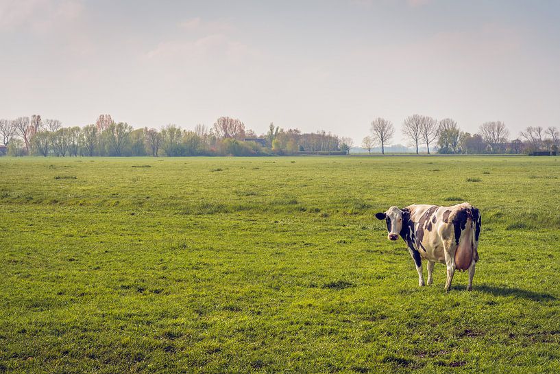 Schwarz-weiße Kuh, die allein auf der Wiese steht. von Ruud Morijn