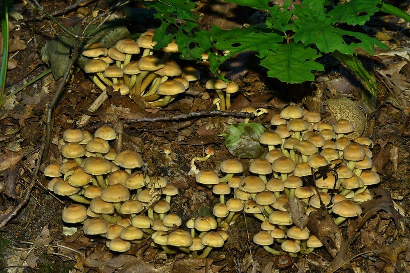 Ein früher Herbst von Bernard van Zwol