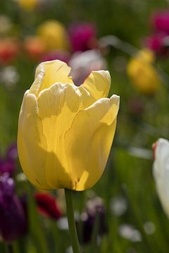 een gele witte tulp in een kleurrijk bloemenveld van W J Kok