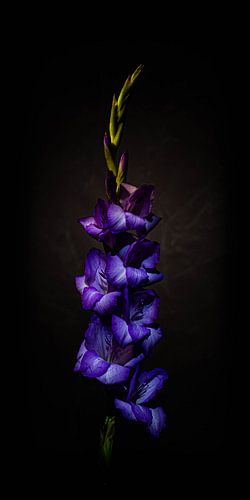 Tiefviolette Eisenhutblume vor dunklem Hintergrund.
