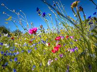 La prairie fleurie