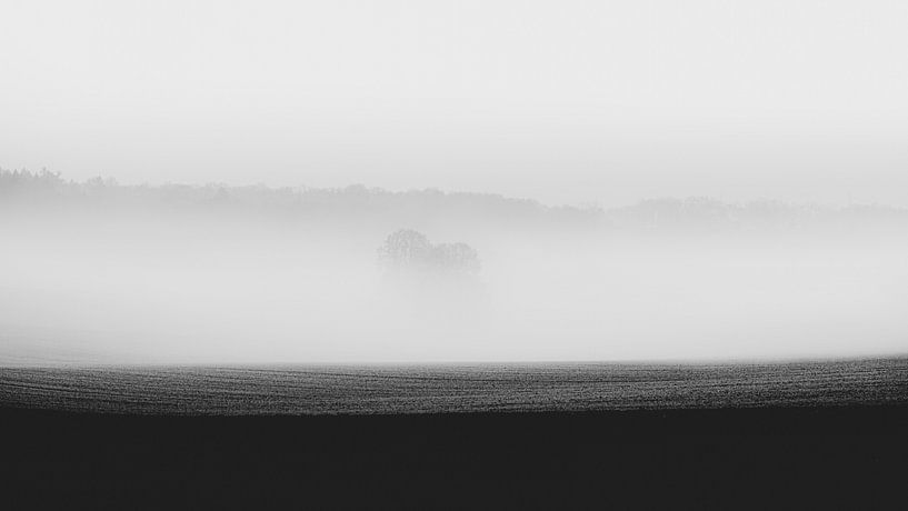 image en noir et blanc d'un arbre dans le brouillard par Thomas Heitz