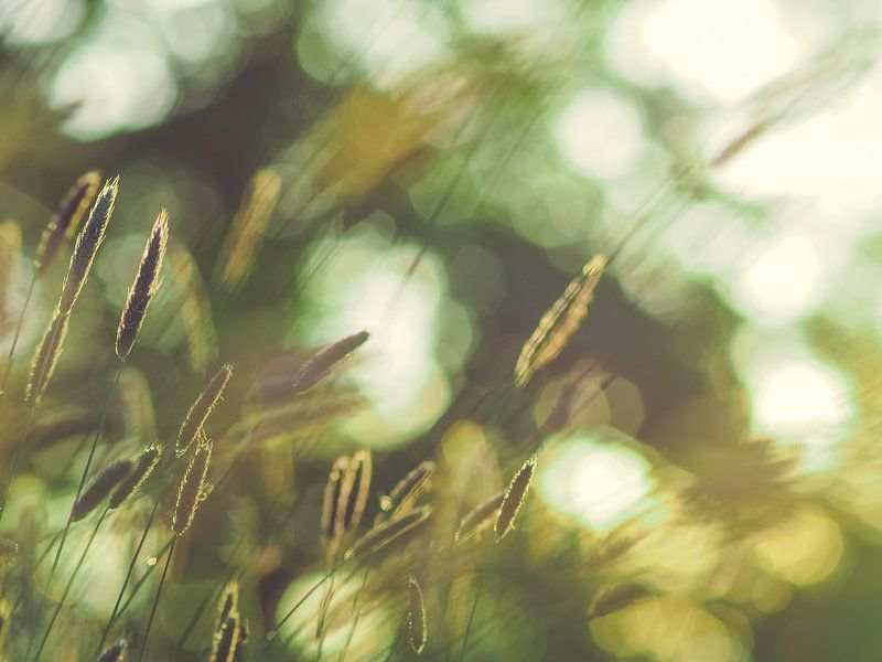 Herbes et lumière 5 par Miriam Meijer, en pleine campagne.....