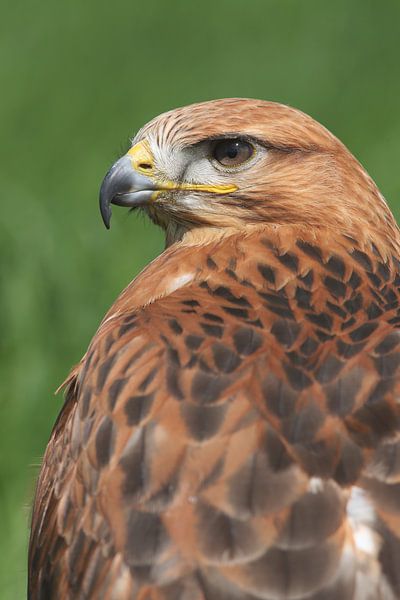 Long-legged Buzzard (Buteo rufinus) by Ronald Pol